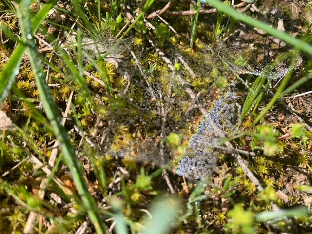 dew droplets forming rainbows on a spider a web woven overnight close to the ground, hovering amongst moss and grasses.